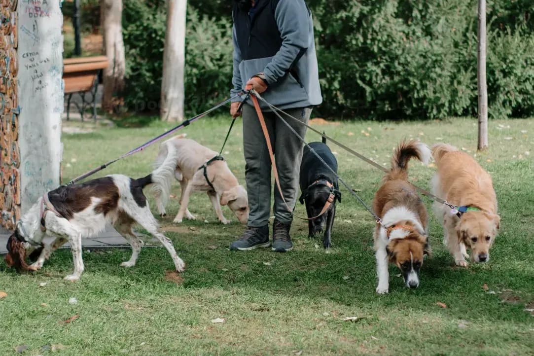 About NorthPaw Dog Training