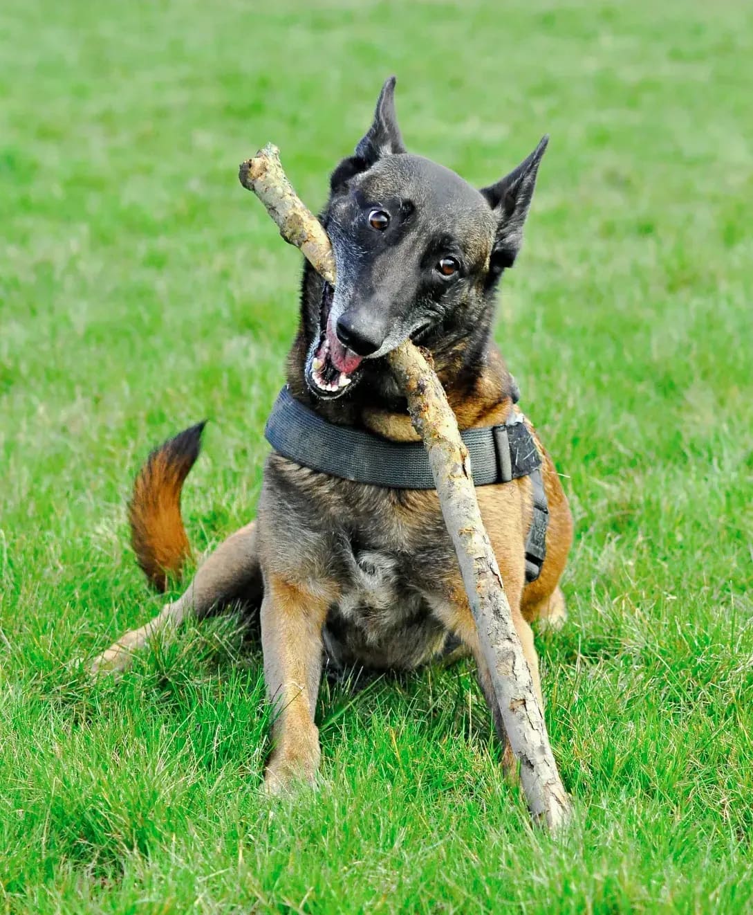 How to Build Better Leash Manners for Everyday Walks