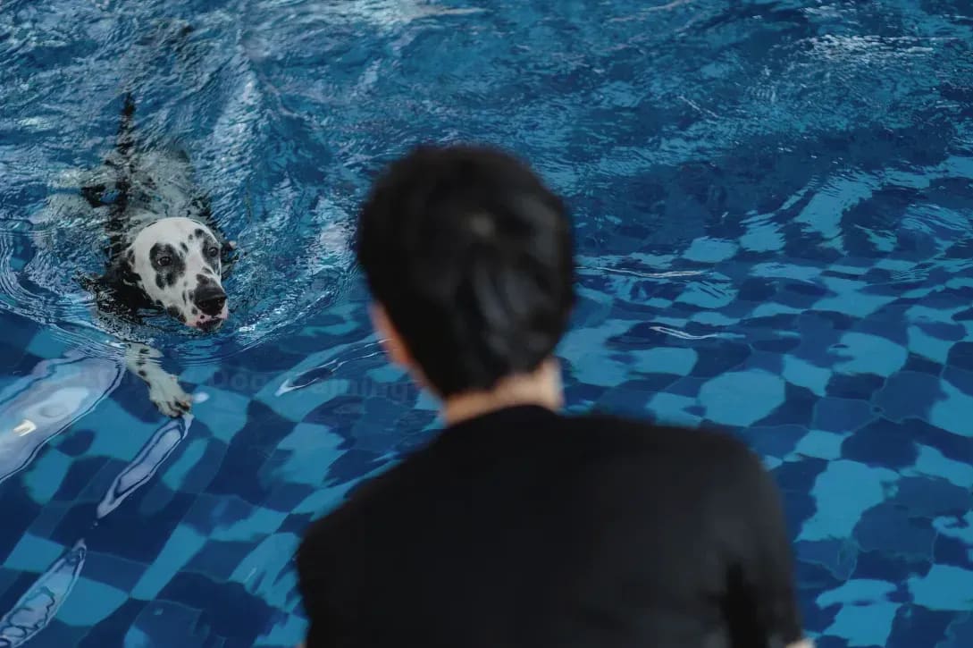 Why Positive Reinforcement Helps Dogs Learn More Confidently