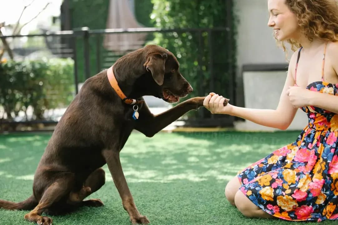 5 Simple Ways to Keep Puppy Training on Track