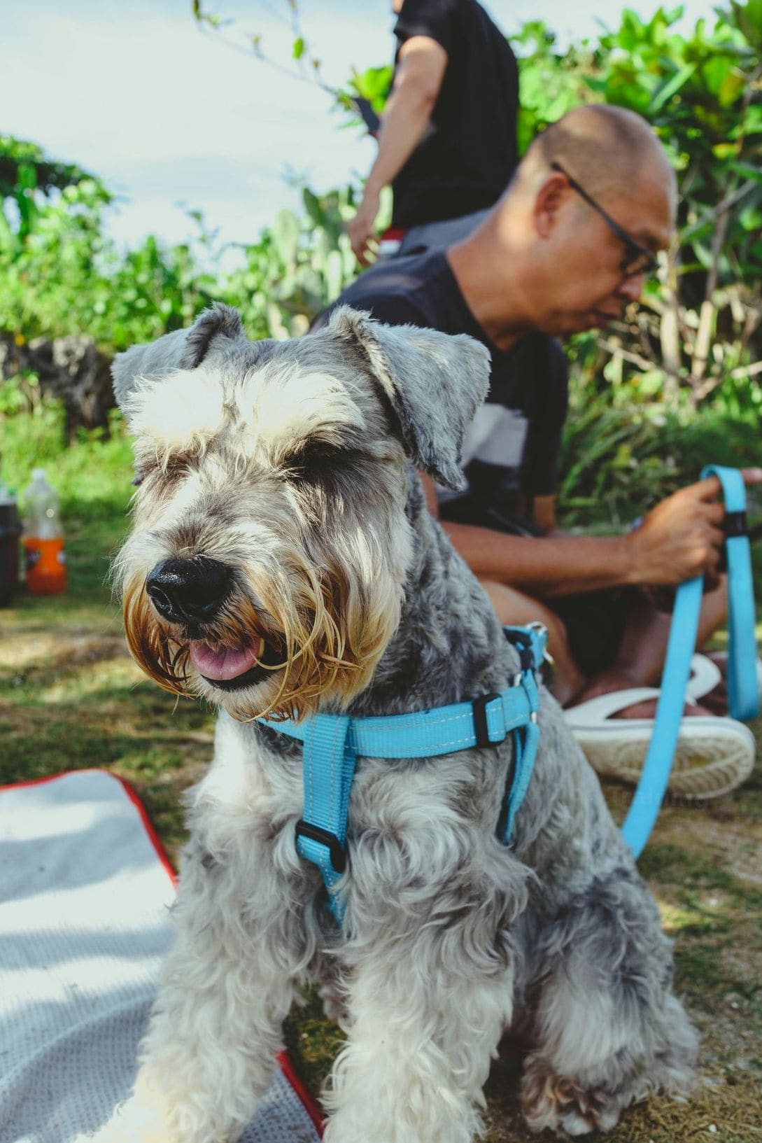 NorthPaw Dog Training 1