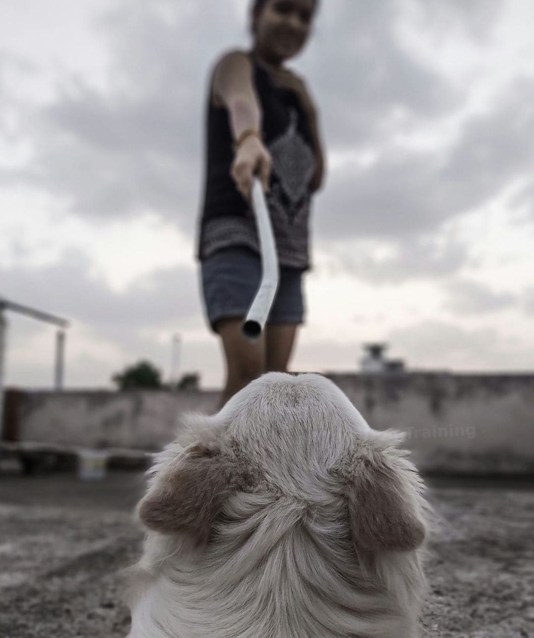 NorthPaw Dog Training 10