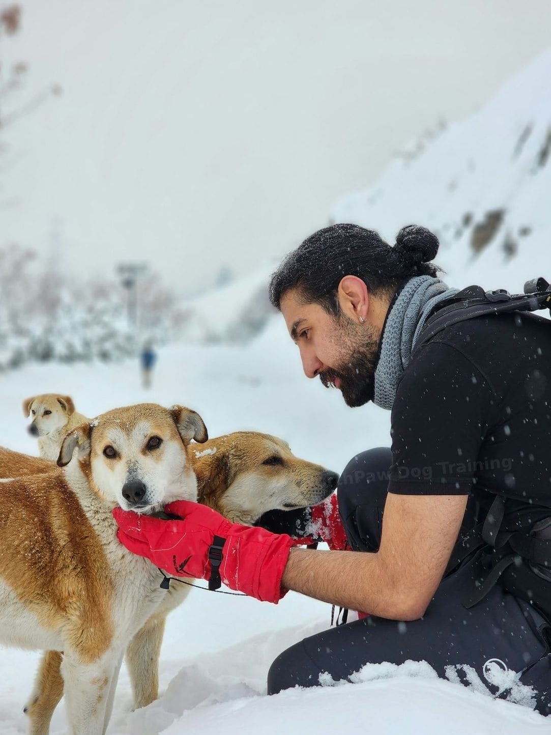 NorthPaw Dog Training 11