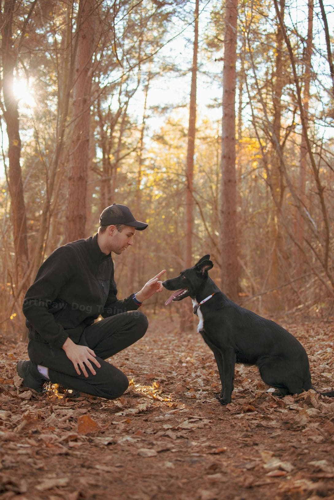 NorthPaw Dog Training 12