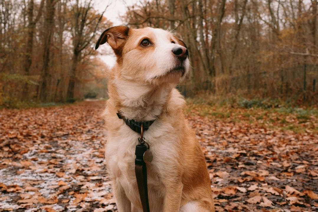NorthPaw Dog Training 13