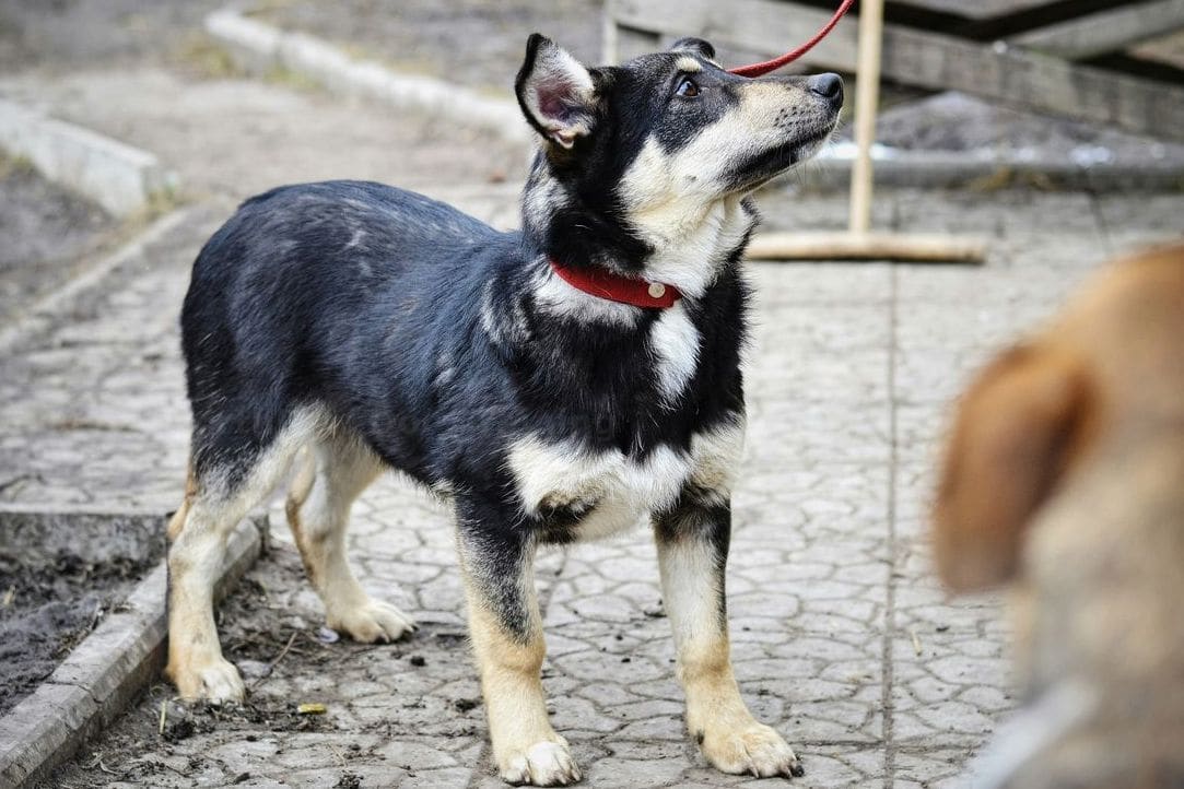 NorthPaw Dog Training 14
