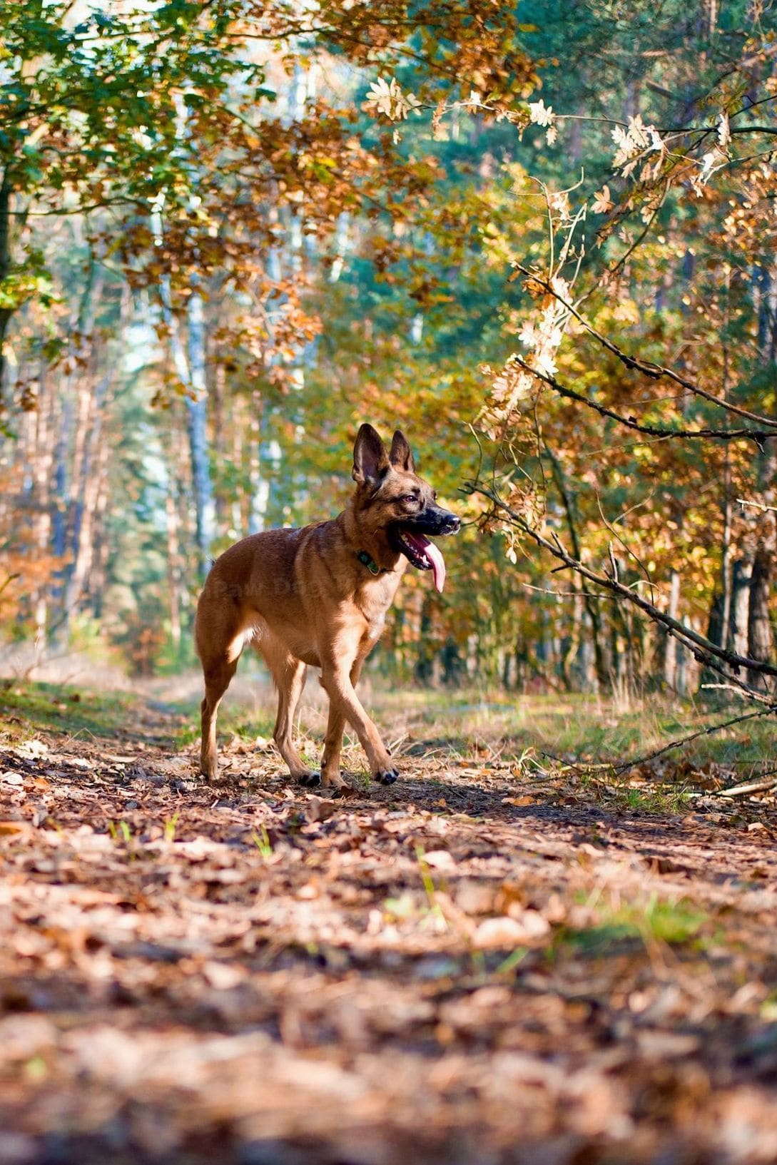 NorthPaw Dog Training 15