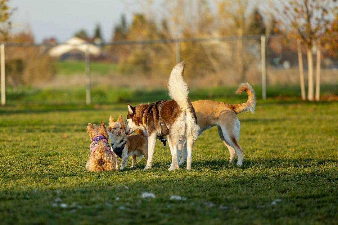 NorthPaw Dog Training 2