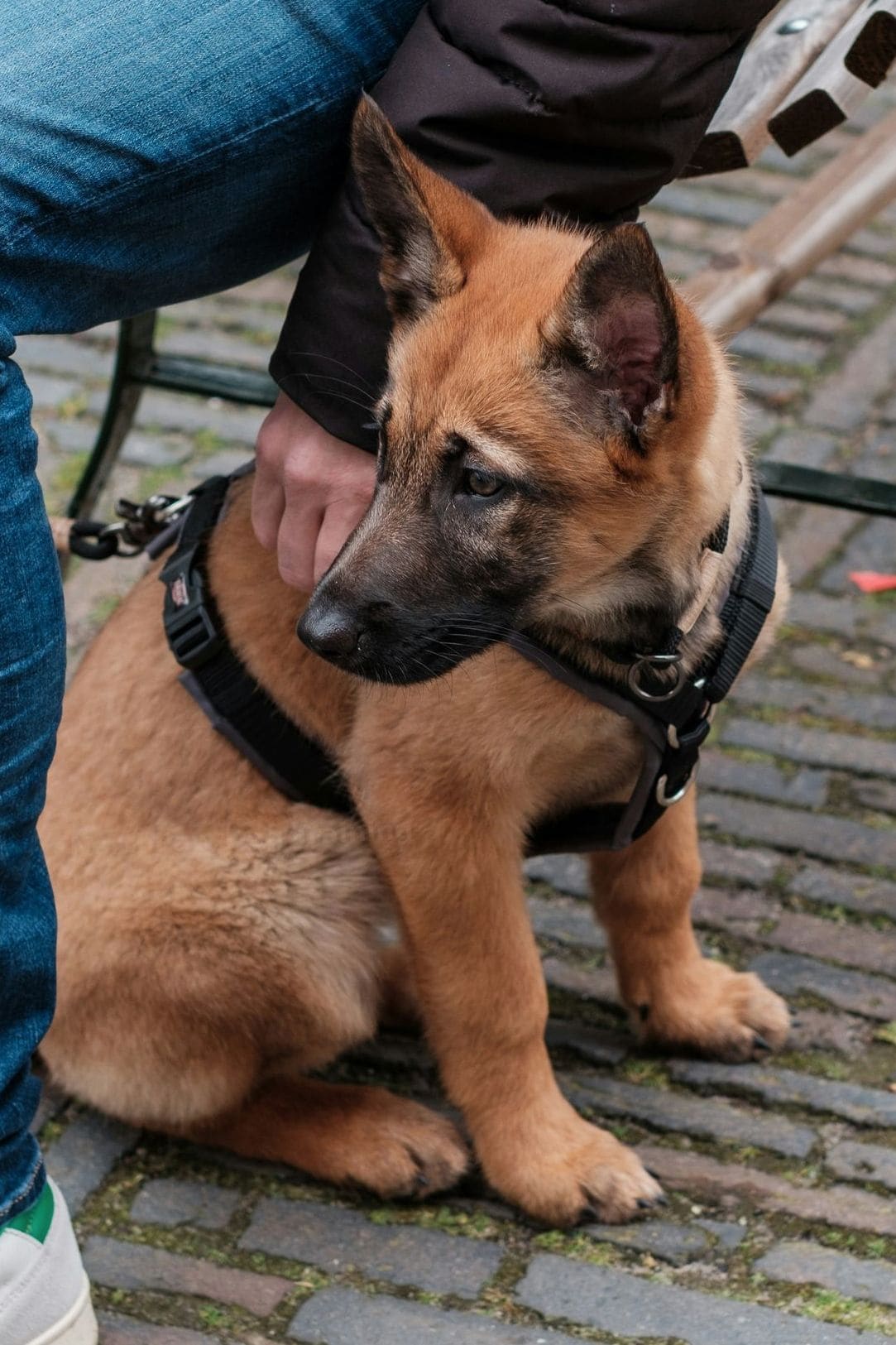 NorthPaw Dog Training 3