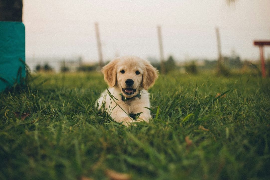 NorthPaw Dog Training 4
