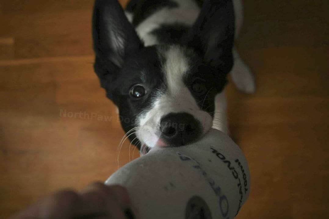 NorthPaw Dog Training 5