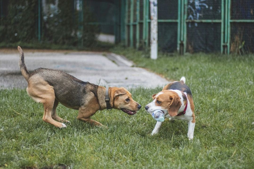 NorthPaw Dog Training 6