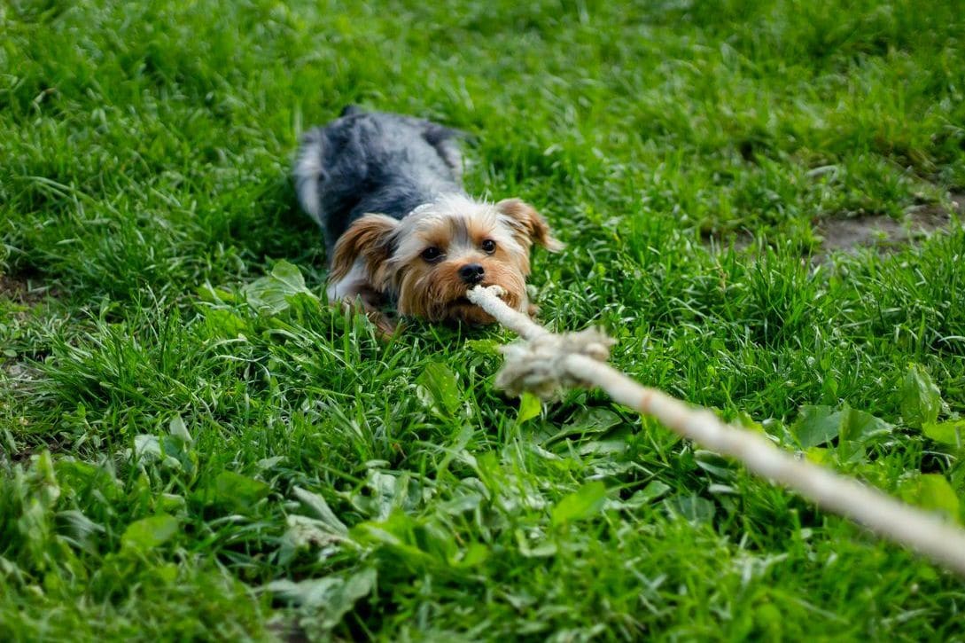 NorthPaw Dog Training 7