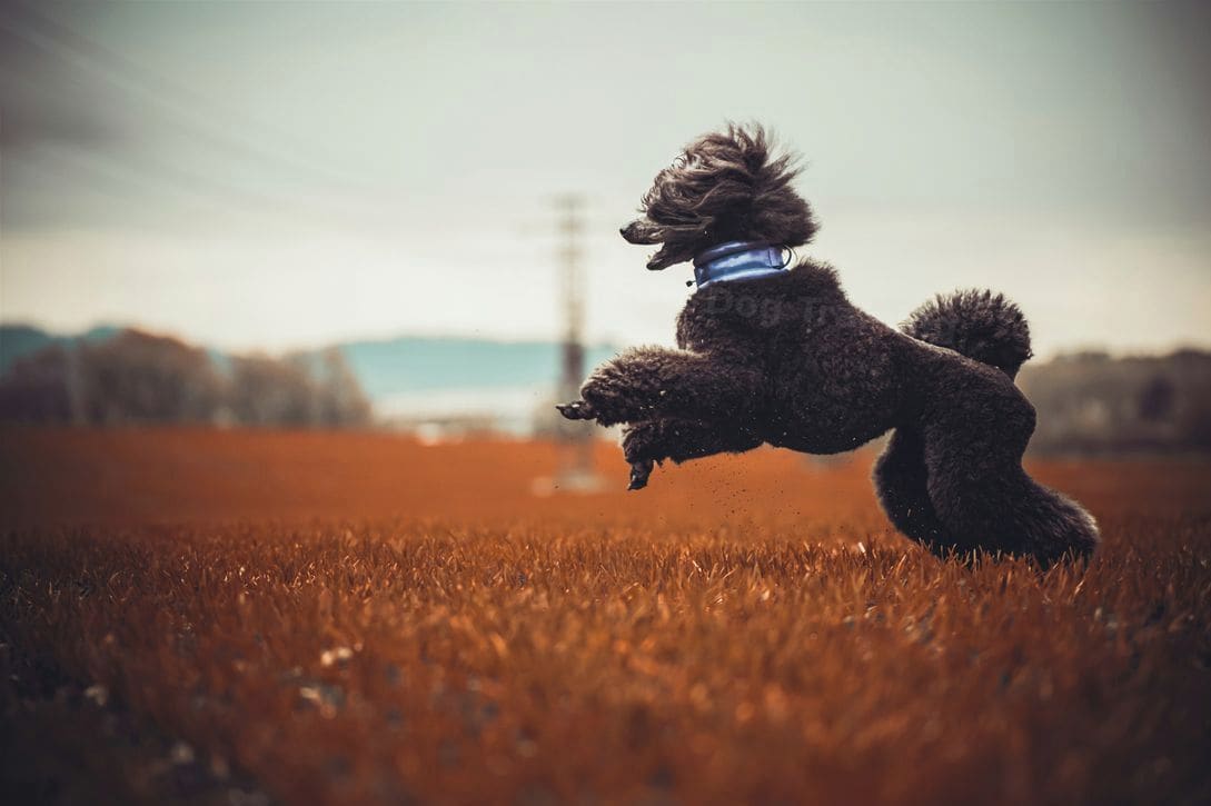 NorthPaw Dog Training 8