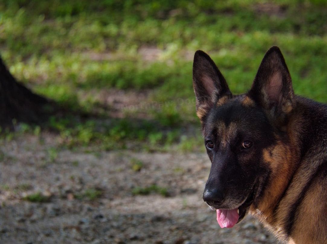NorthPaw Dog Training 9