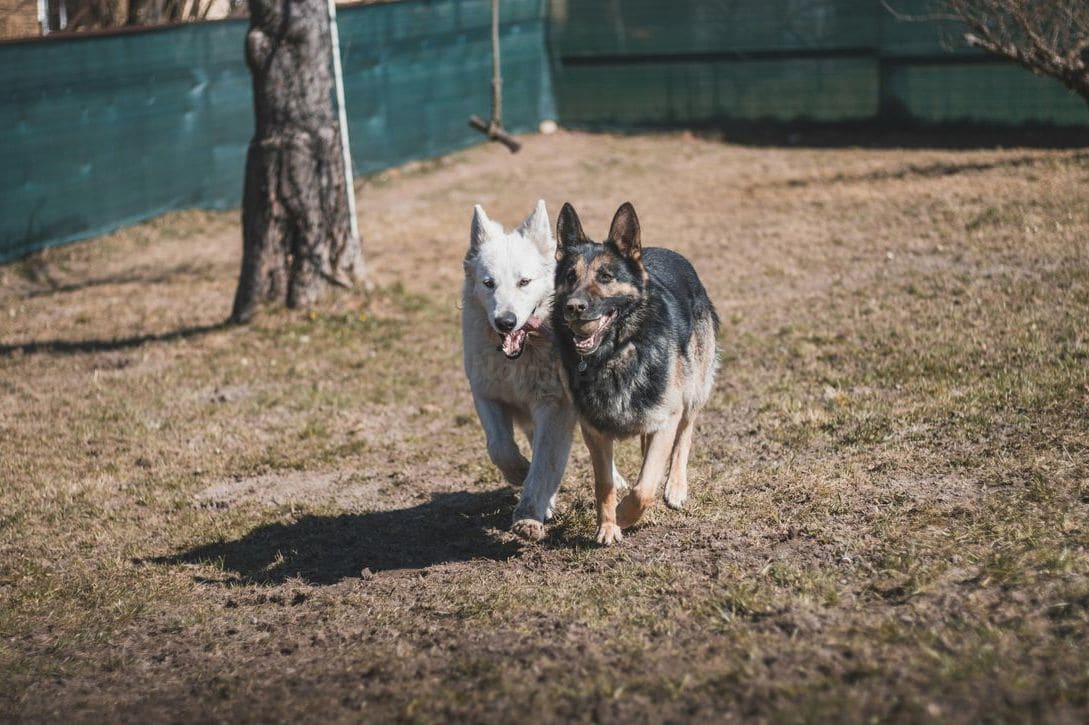 Behavior and obedience assessment