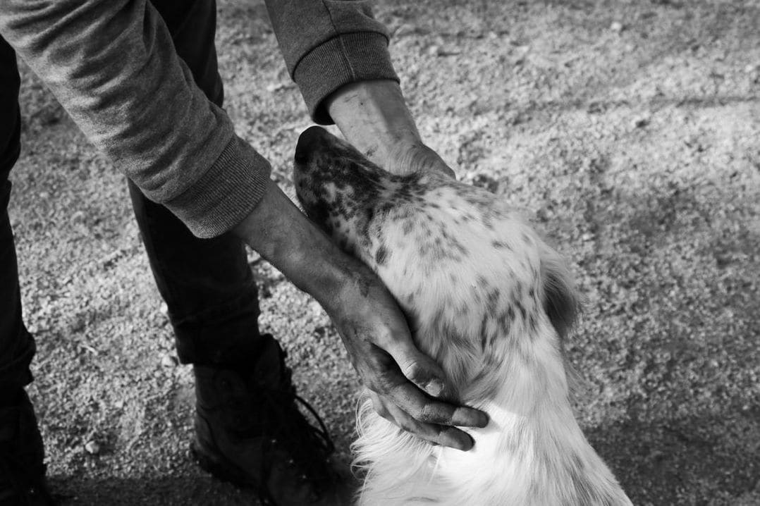Basic obedience and manners