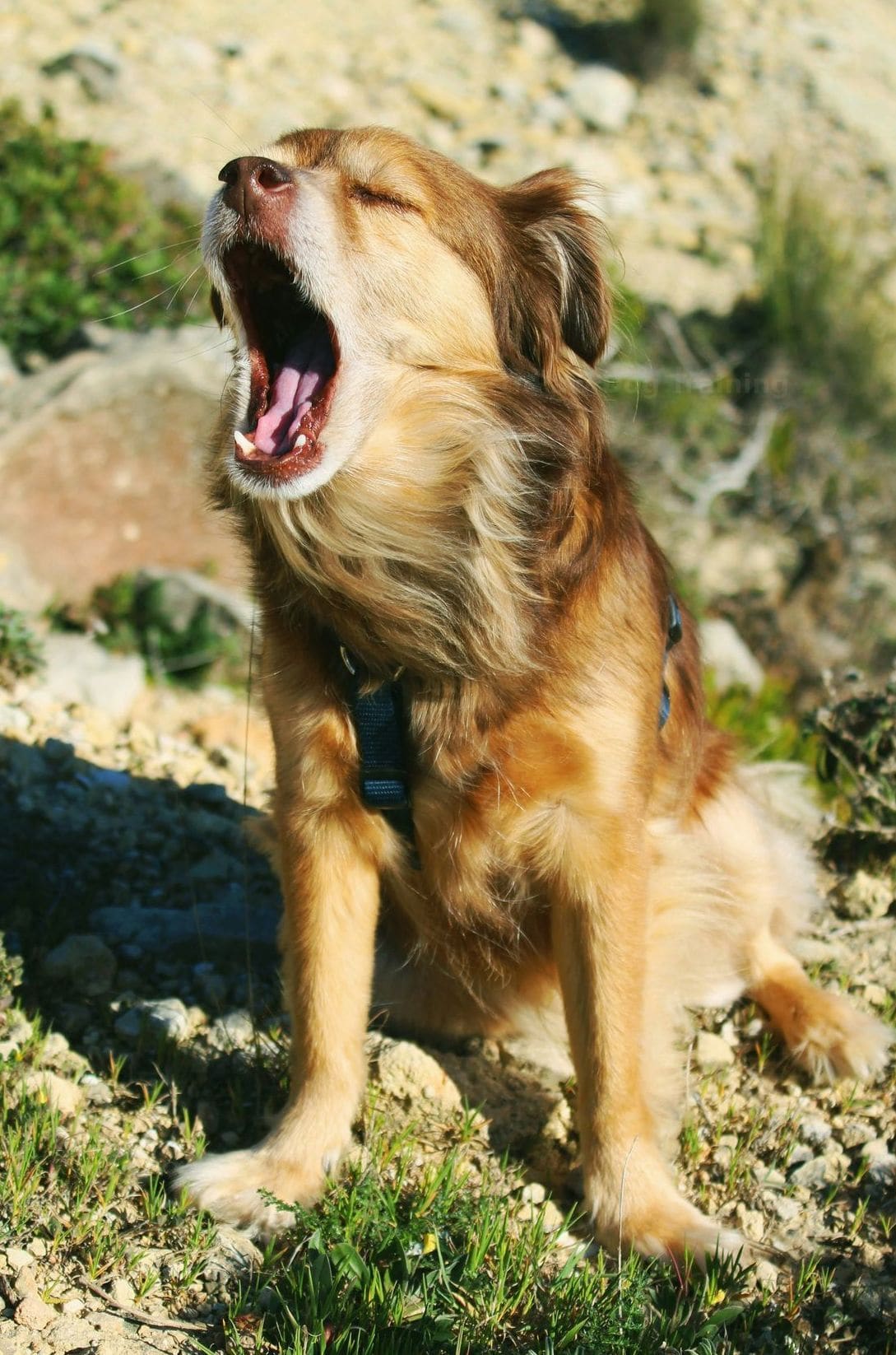 Behavior modification for jumping, barking, and pulling