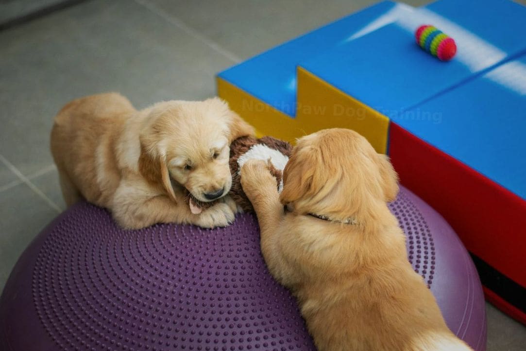 Recall and off-leash reliability training