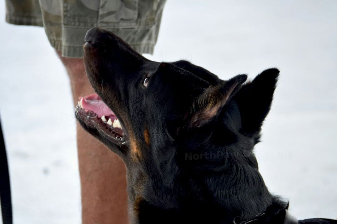 Group obedience classes